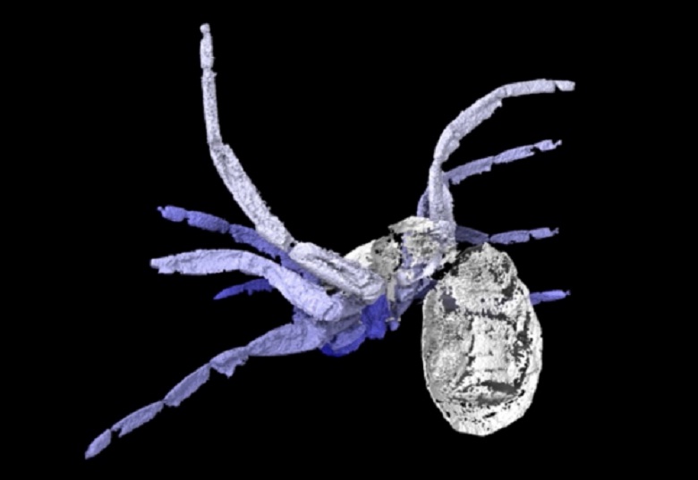 305 Million Year Old Spider Reveals Arachnid History