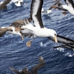Birds in Antarctica can identify individual humans