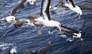 Birds in Antarctica can identify individual humans