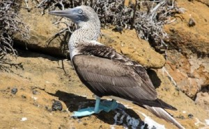 New Study Finds Malaria First Spread From Birds