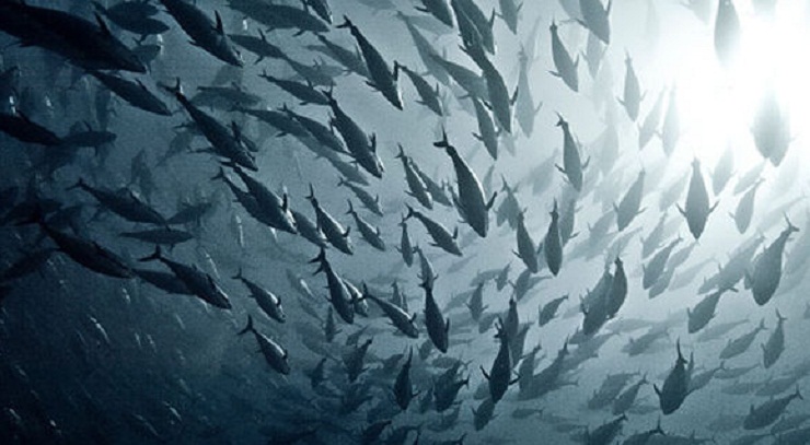 fish population