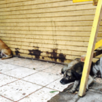 stray dogs burnt alive