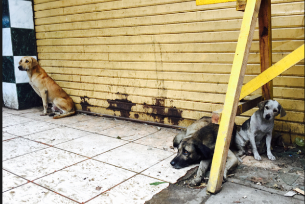 stray dogs burnt alive