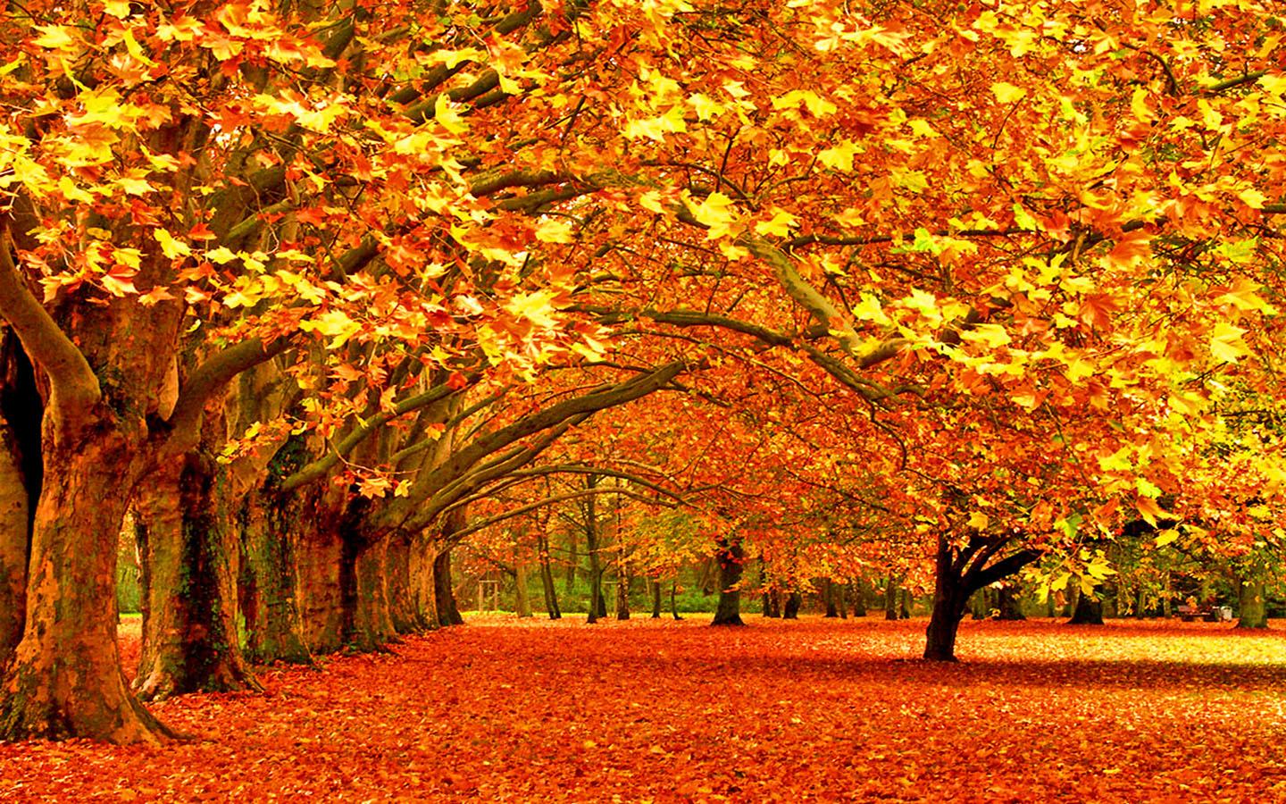 2016 First Day of Fall Quotes - 20 Best Autumn Sayings & Leaf Quotes