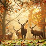 2016 First Day of Fall Quotes - 20 Best Autumn Sayings & Leaf Quotes