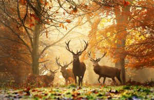 2016 First Day of Fall Quotes - 20 Best Autumn Sayings & Leaf Quotes