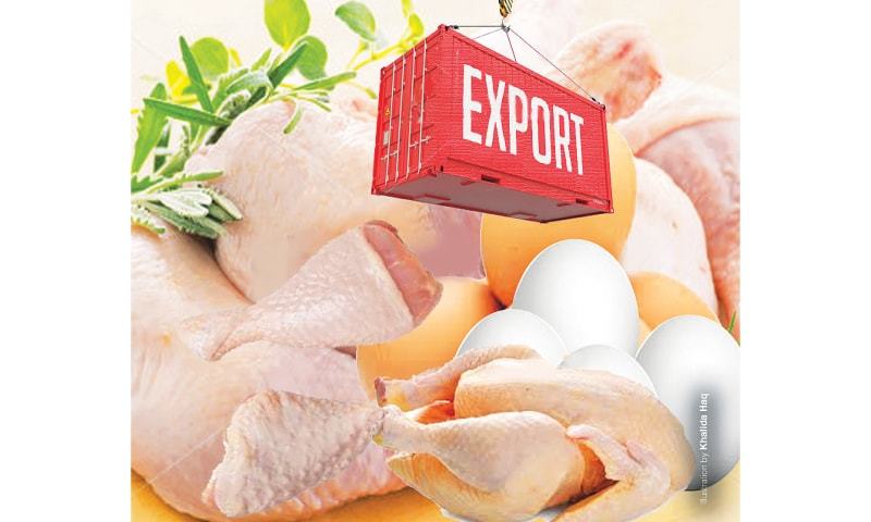 India Declared itself Free of Bird Flu; Could Help in the Poultry Export