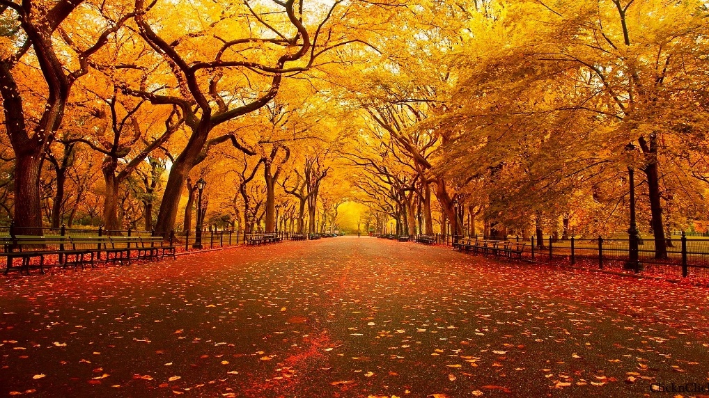 Best Fall Quotes to fill your Season with Excitement