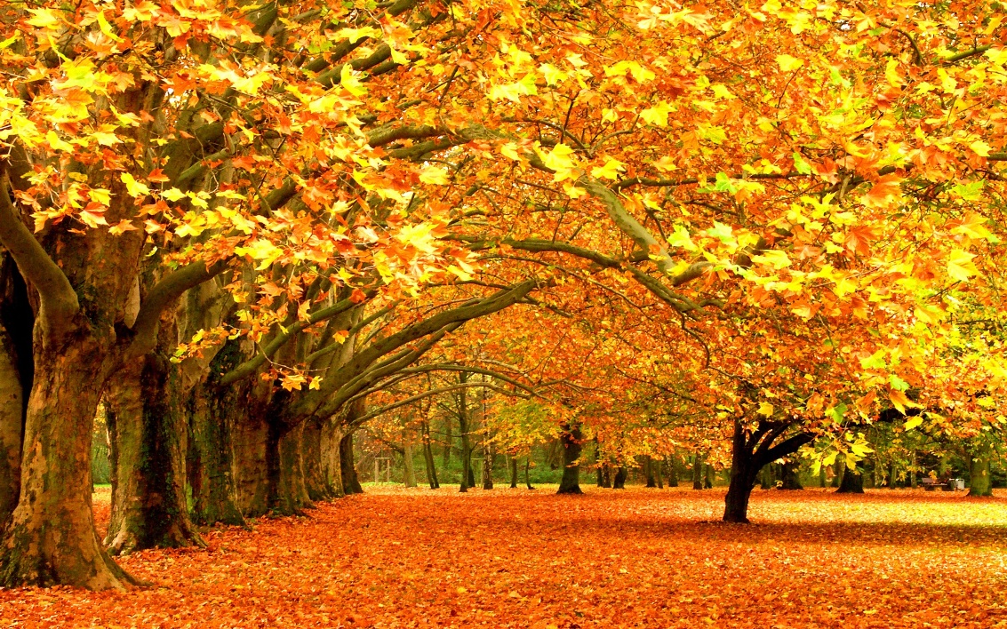 Best Fall Quotes to fill your Season with Excitement