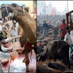 Why always Muslims are been scandalised for Animal Killing on Eid-ul-Zuha, But not Hindus on 'Durga-Puja' ?