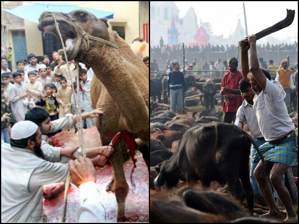 Why always Muslims are been scandalised for Animal Killing on Eid-ul-Zuha, But not Hindus on 'Durga-Puja' ?