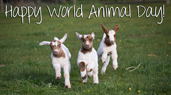 World Animal Day 2016 Images