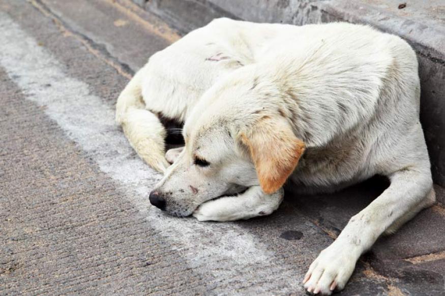 Three Men Finally Arrested For Brutally Assaulting And Blinding Pregnant Canine in Chandigarh