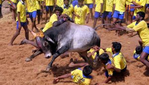 450663 jallikattu ban