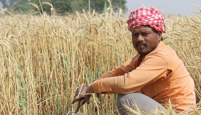 Government Announced Biggest Hikes in Minimum Support Price for Wheat and Pulses 