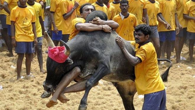  Supreme Court rages on Centre for allowing jallikattu in Tamil Nadu