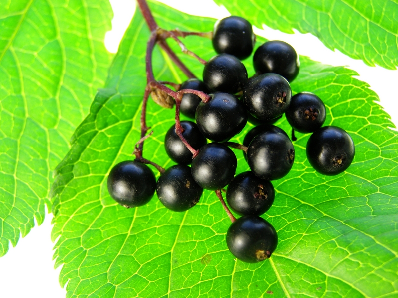 Antiviral Herbs: Elderberry