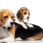 New Dog breeding rules: doing breeding without registration is prohibited, says Center