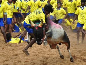 PETA moves to Supreme Court against jallikattu bill passed by the TN Government