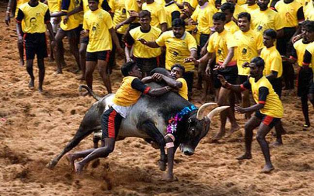 PETA moves to Supreme Court against jallikattu bill passed by the TN Government