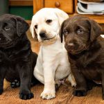 New Dog breeding rules: doing breeding without registration is prohibited, says Center