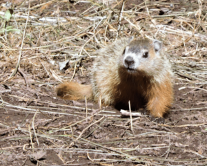 Fred la Marmotte