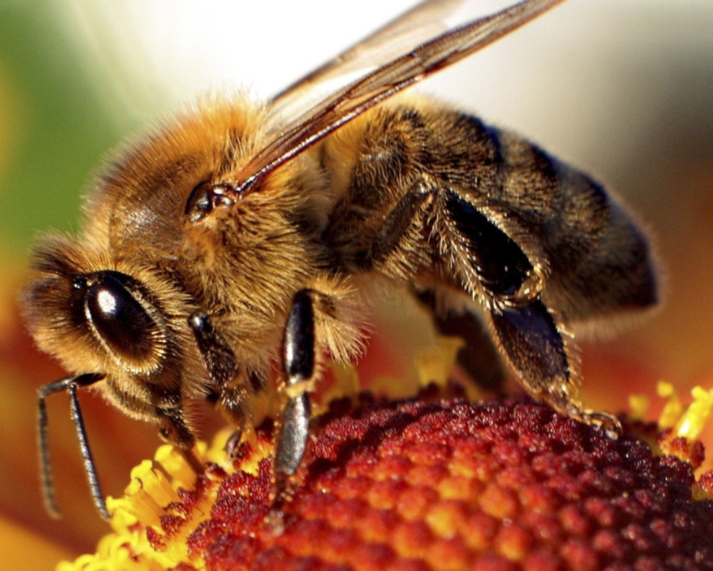 World Bee Day significance
